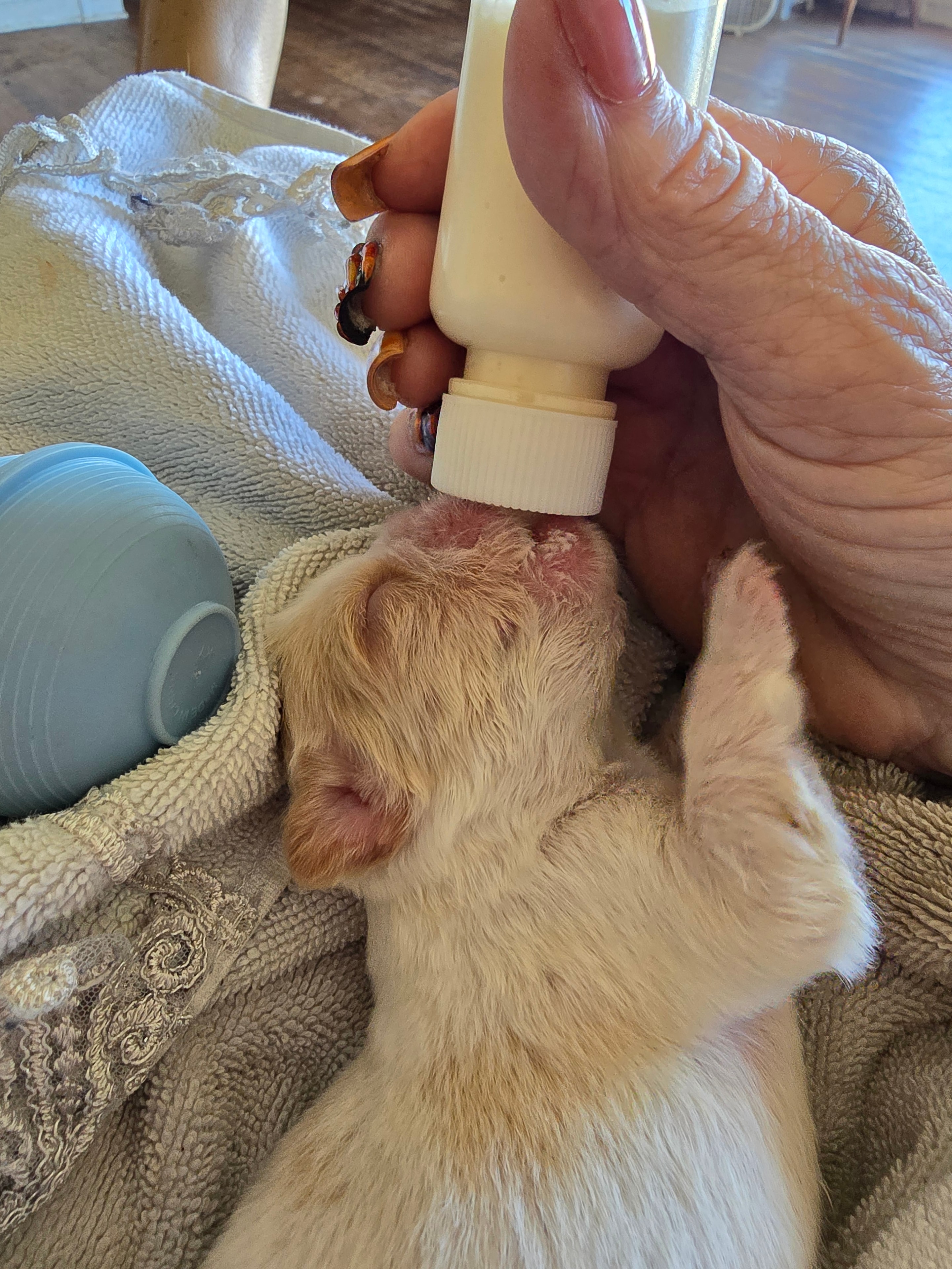Duder × Lil G newborn puppy