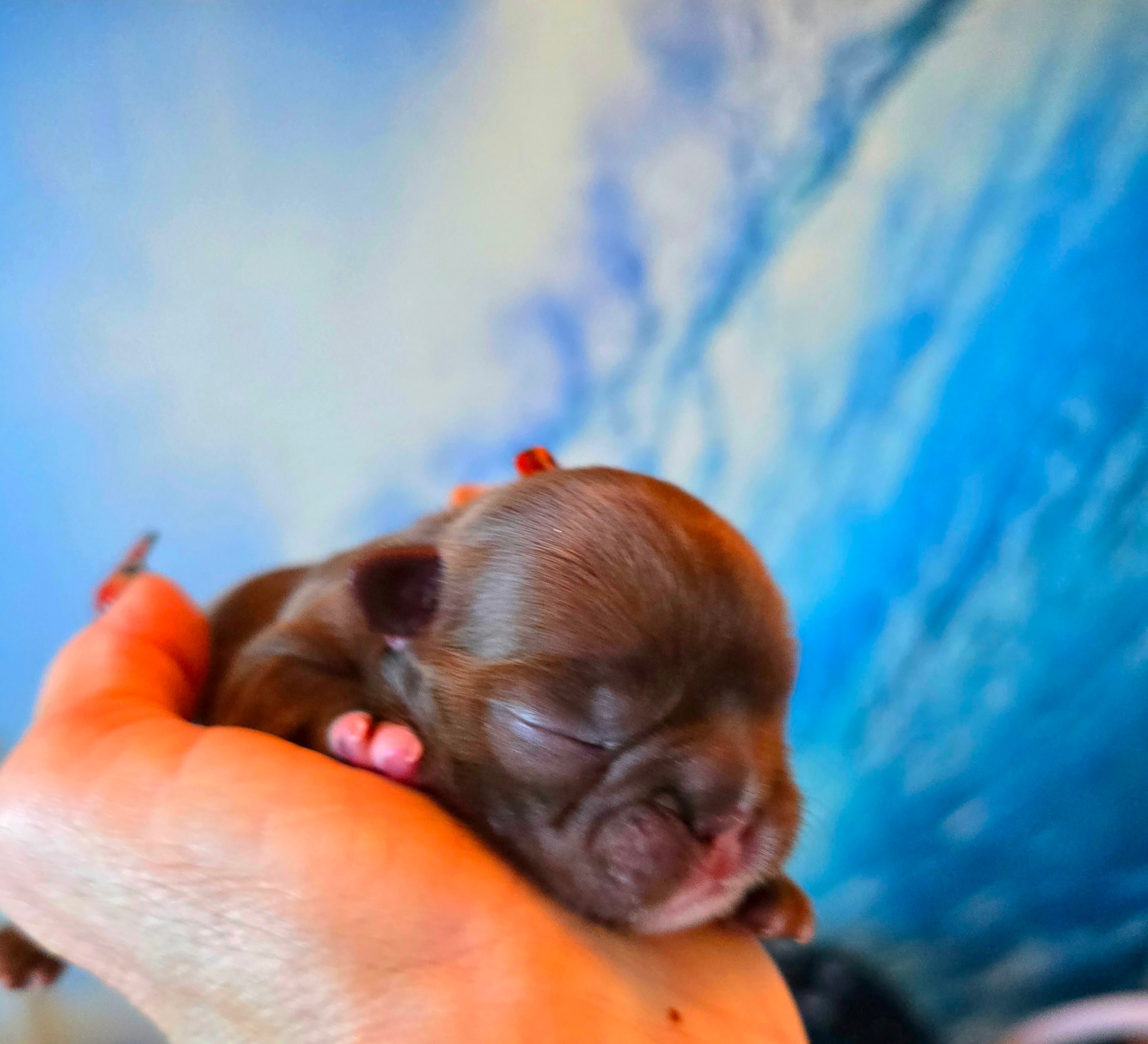 Duder × Stinkerbelle puppy