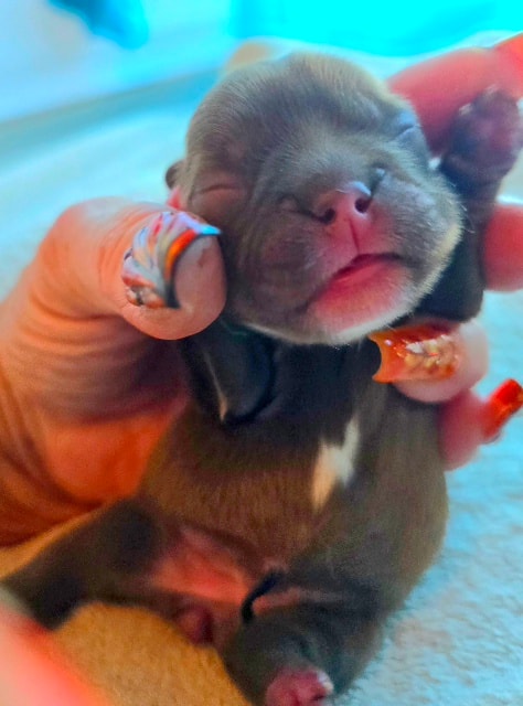 Duder × Stinkerbelle puppy