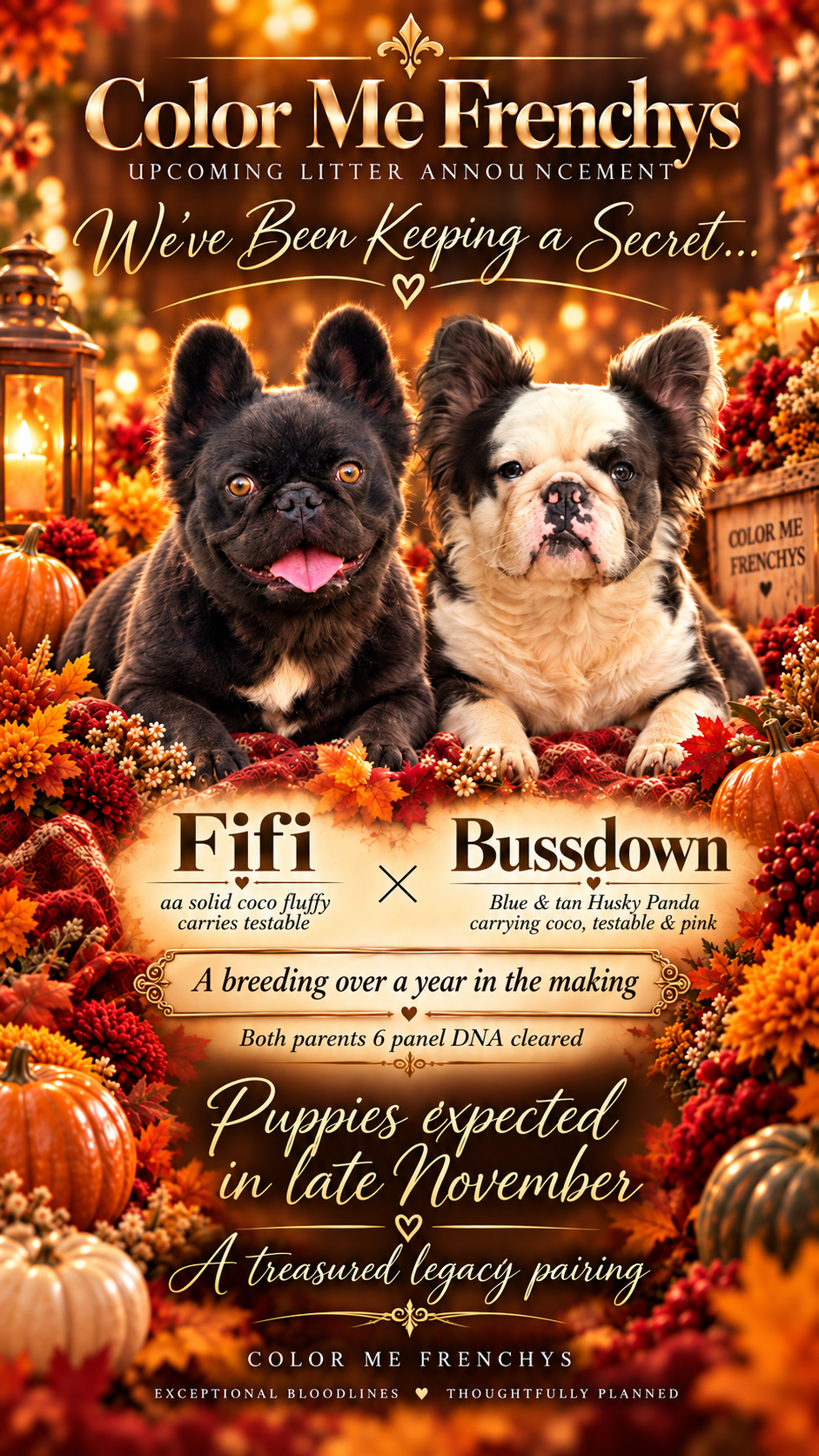 Fifi × Bussdown litter announcement — Color Me Frenchies