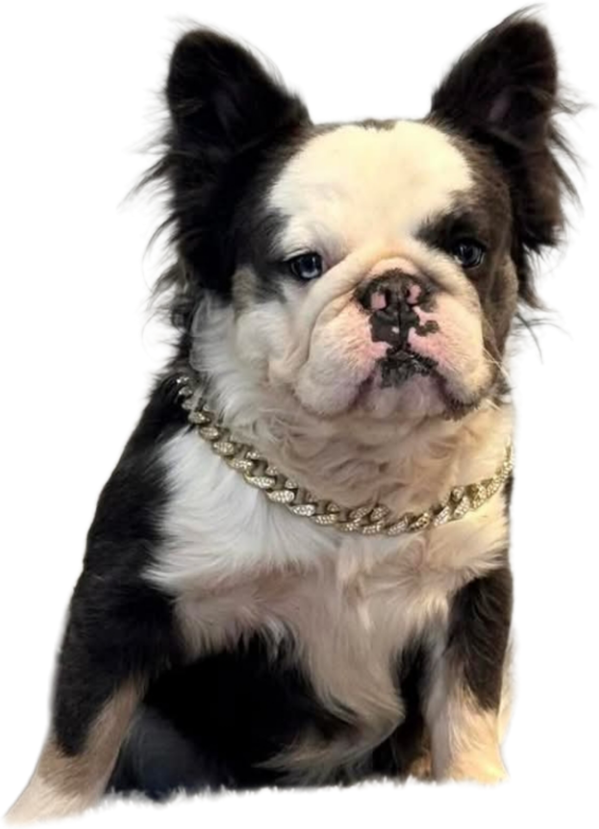 Fifi and Bussdown with their breeder — Color Me Frenchies