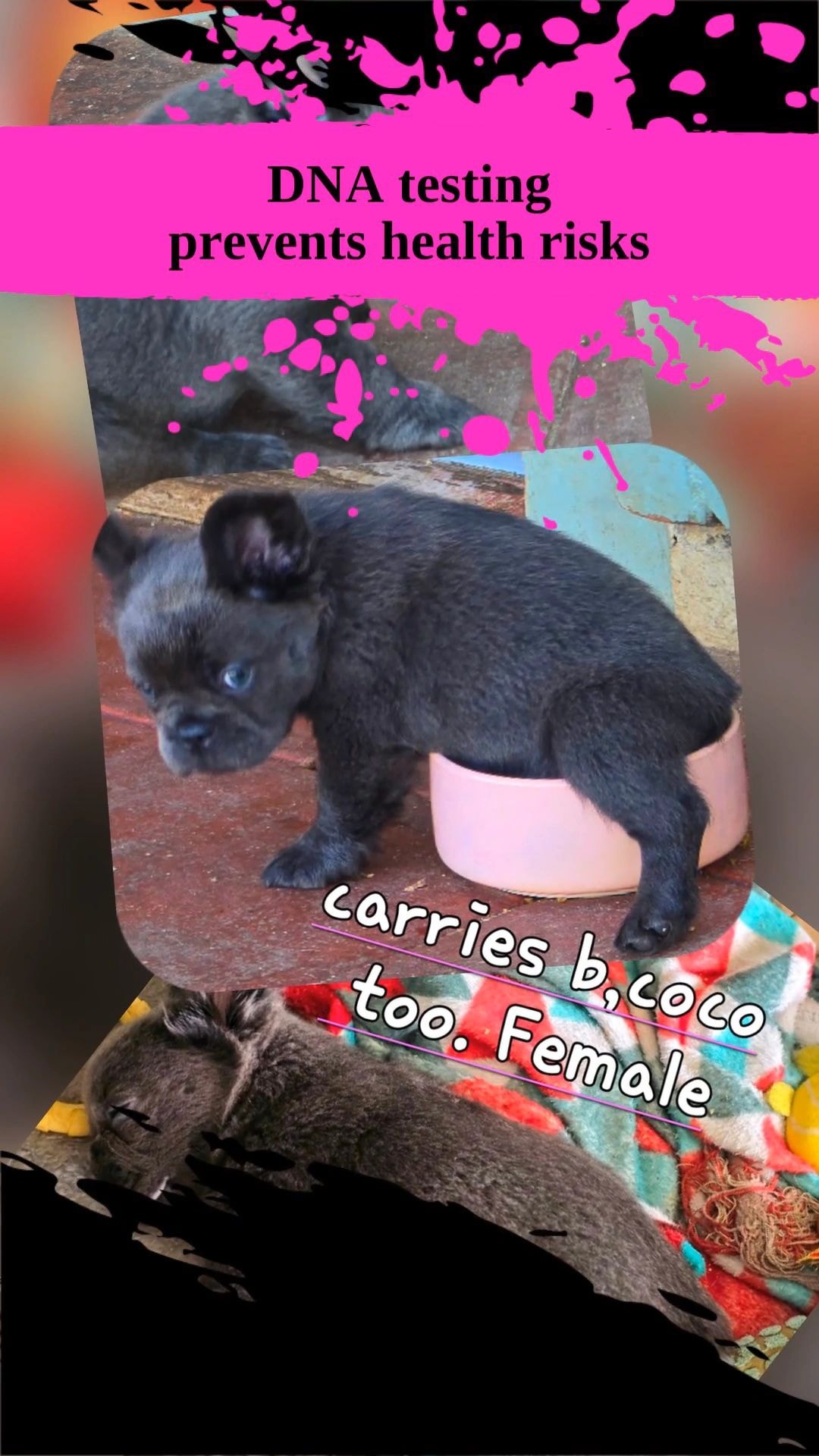 French bulldog puppy with family at home