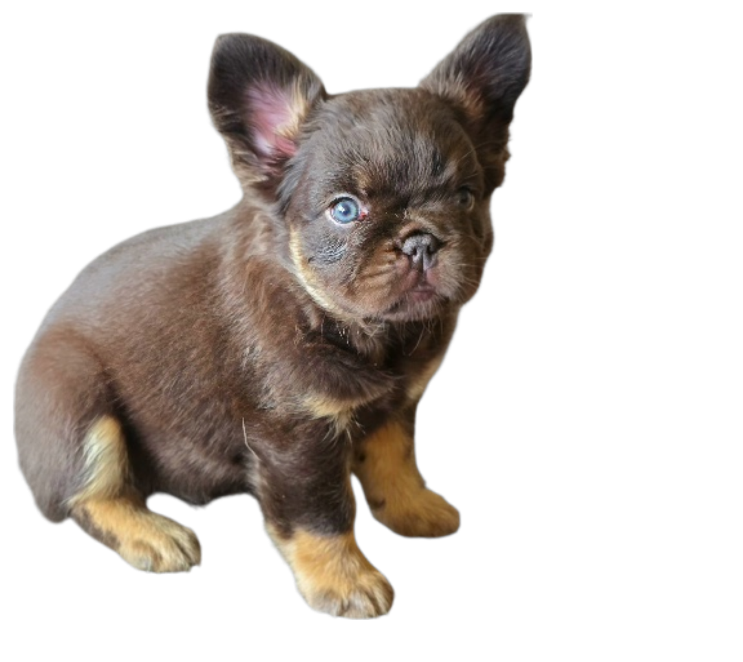 French bulldog puppy 2