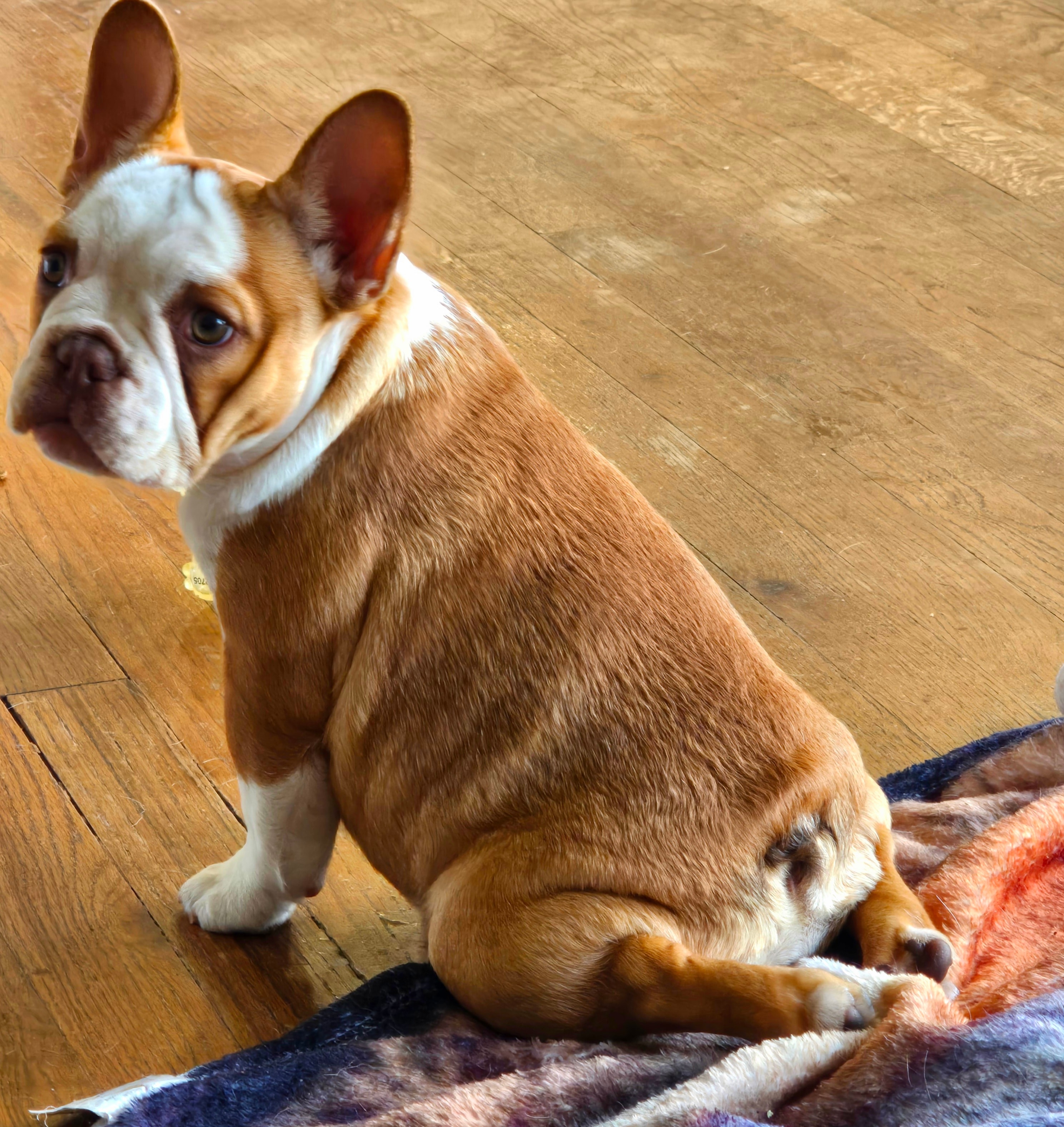 French bulldog puppy 4