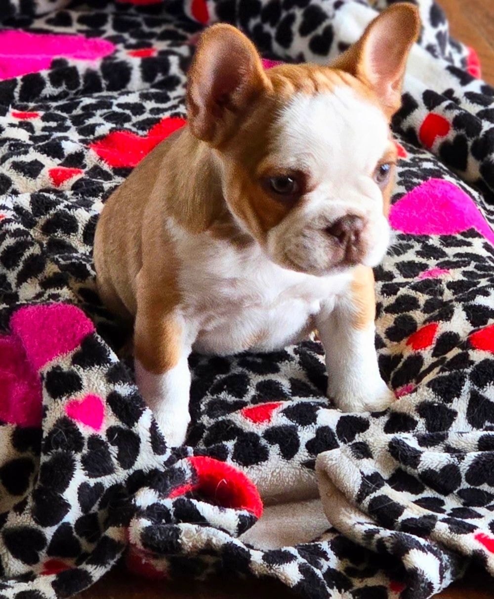 French bulldog puppy 8