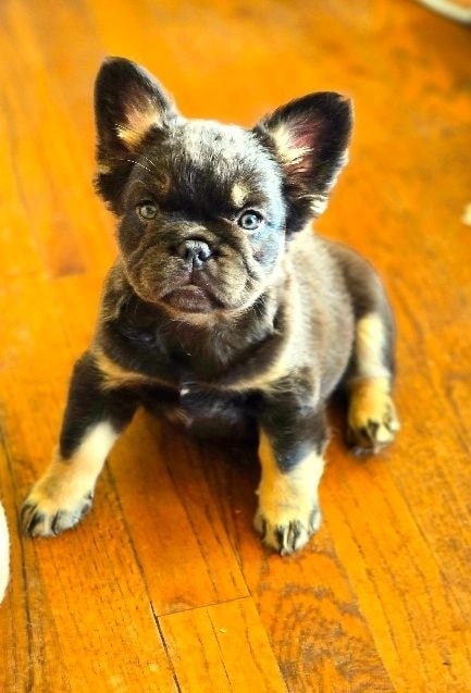 Espresso — dark French Bulldog puppy available at Color Me Frenchies